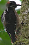 Hairy Woodpecker