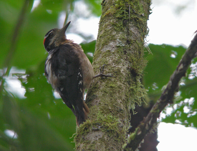 Hairy Woodpecker