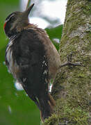 Hairy Woodpecker