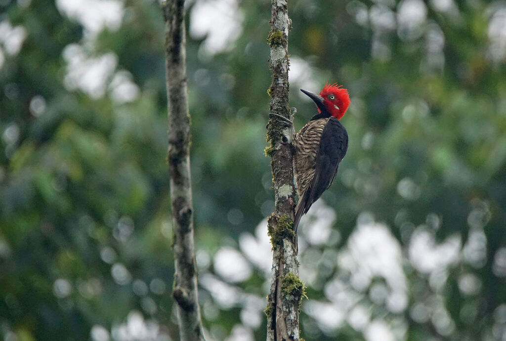 Guayaquil Woodpecker