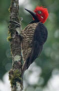 Guayaquil Woodpecker