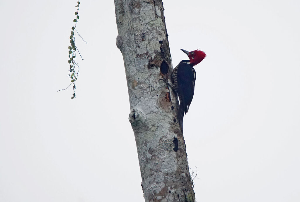 Guayaquil Woodpecker