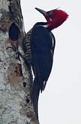 Guayaquil Woodpecker