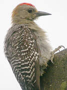 Hoffmann's Woodpecker