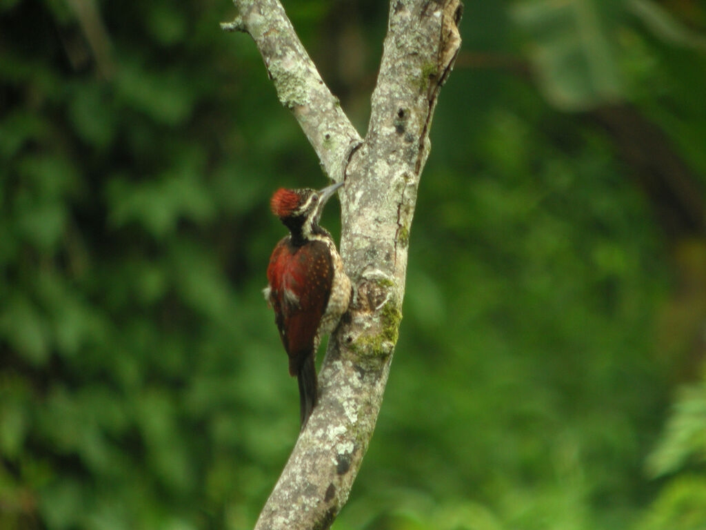 Red-backed Flameback