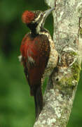 Red-backed Flameback