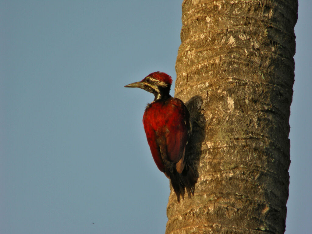 Red-backed Flameback