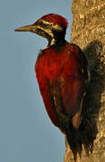 Red-backed Flameback