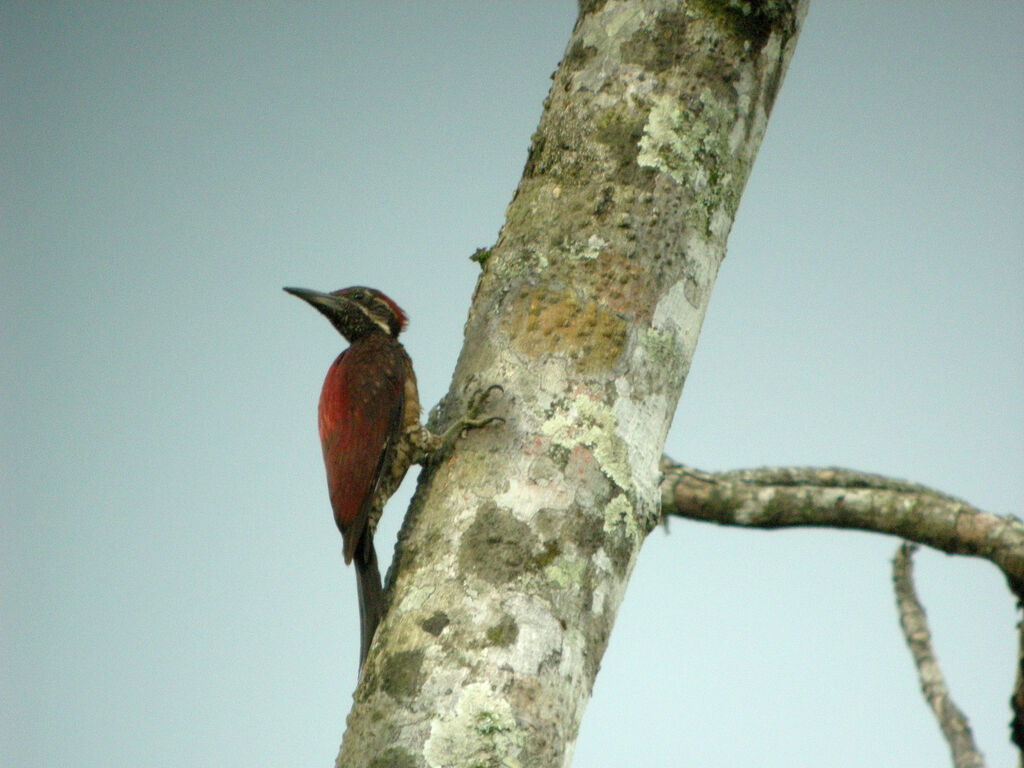 Red-backed Flameback