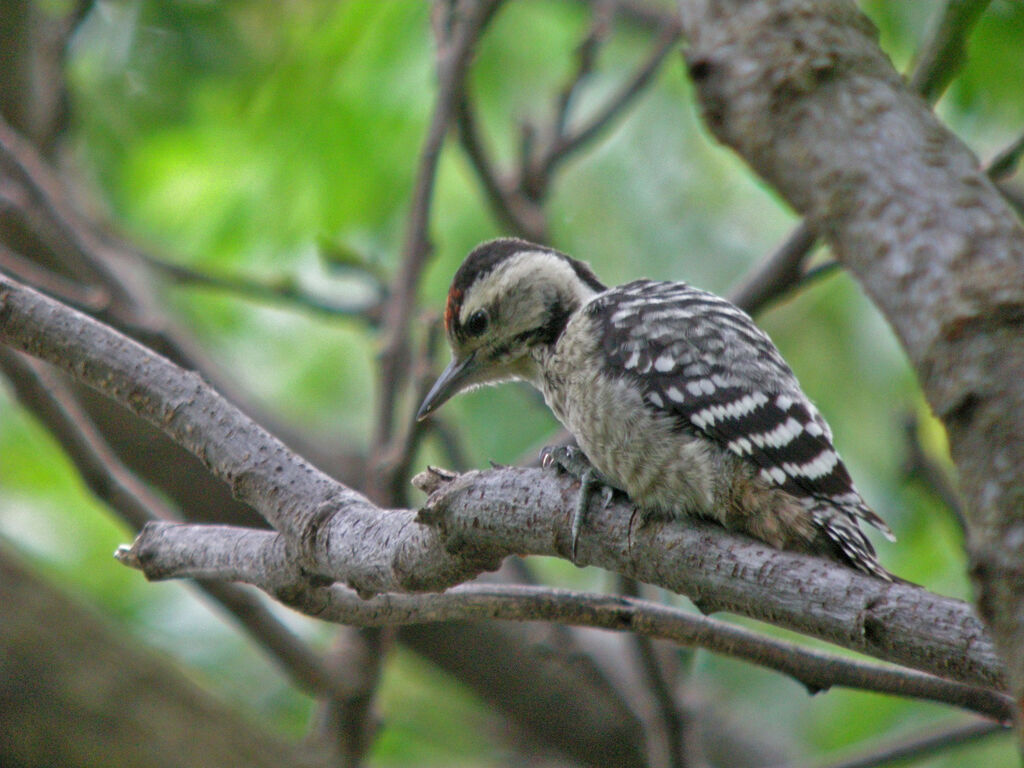 Fulvous-breasted Woodpecker