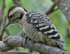 Fulvous-breasted Woodpecker