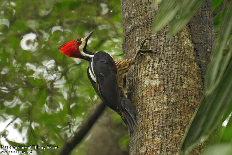 Crimson-crested Woodpecker female adult, identification