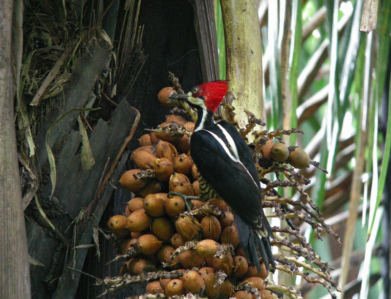 Crimson-crested Woodpecker female