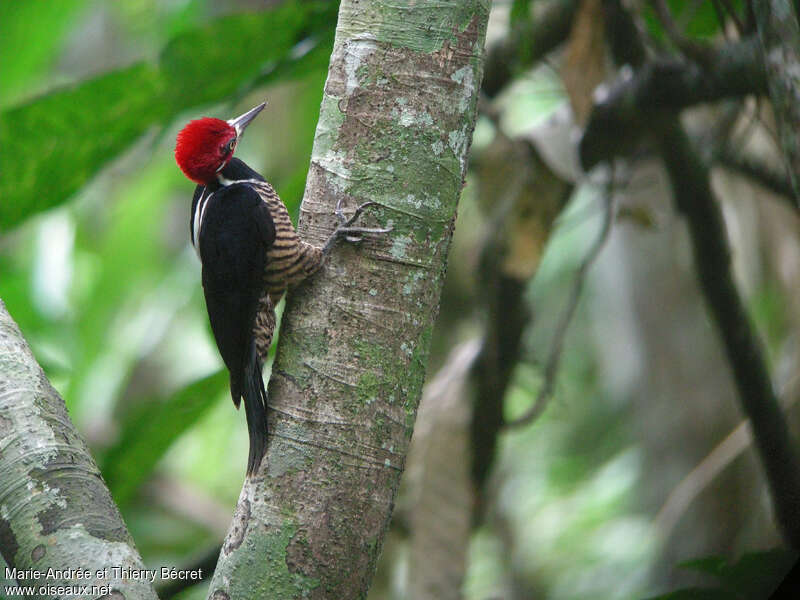 Crimson-crested Woodpecker male adult, pigmentation
