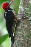 Crimson-crested Woodpecker