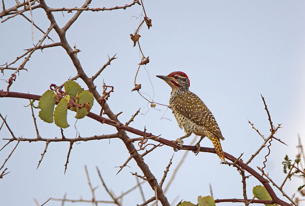 Nubian Woodpecker