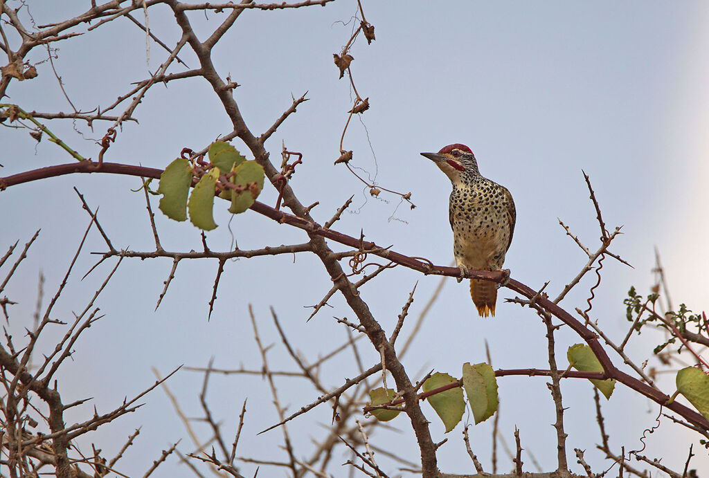 Nubian Woodpecker