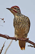 Nubian Woodpecker