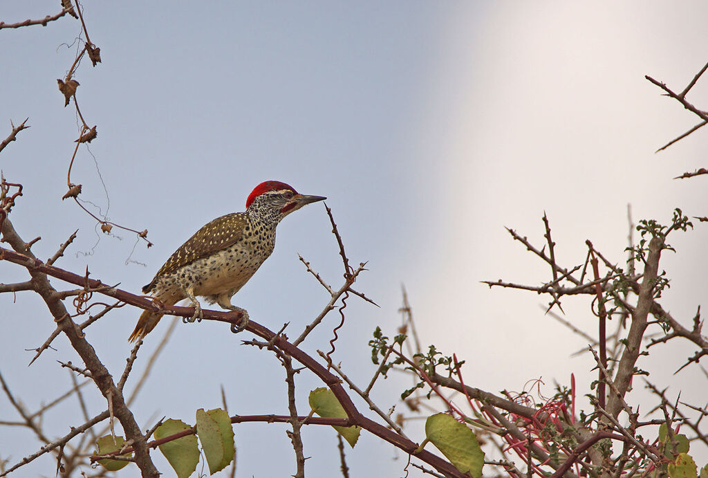 Nubian Woodpecker