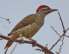 Nubian Woodpecker