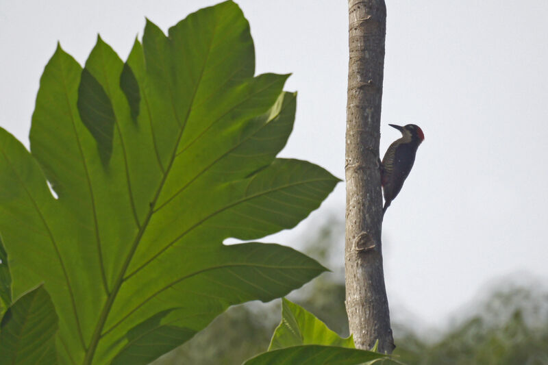 Black-cheeked Woodpecker