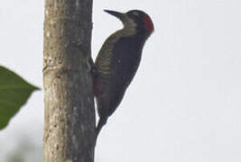 Black-cheeked Woodpecker