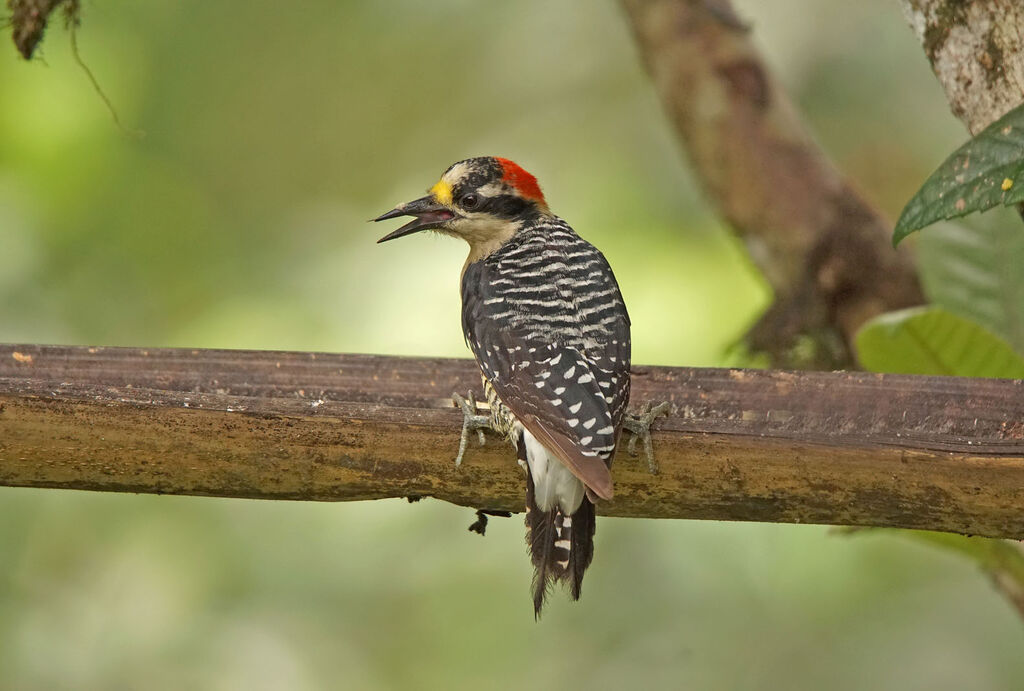 Black-cheeked Woodpecker