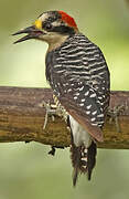 Black-cheeked Woodpecker