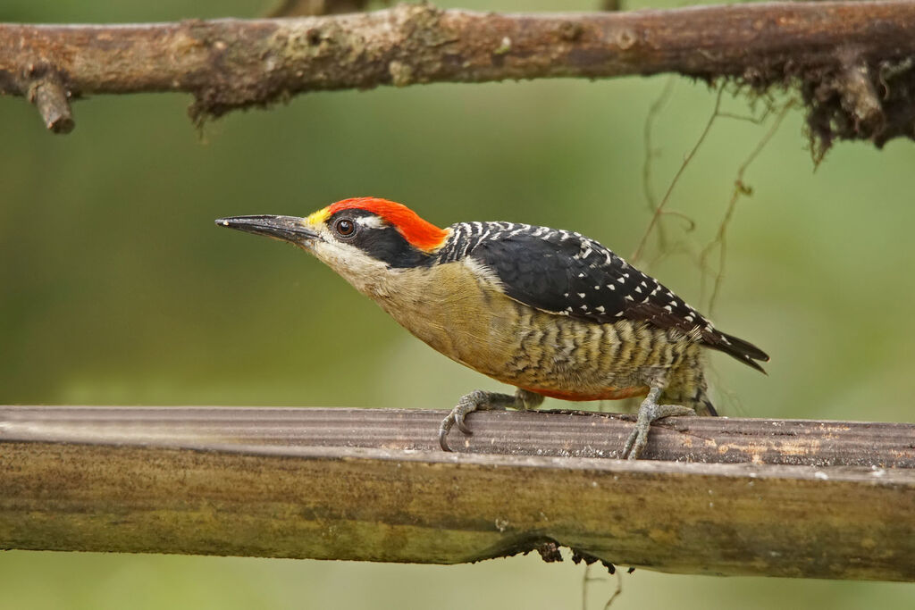 Black-cheeked Woodpecker