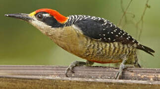 Black-cheeked Woodpecker