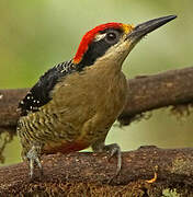 Black-cheeked Woodpecker