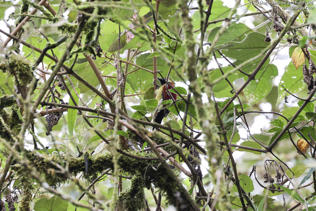 Crimson-mantled Woodpecker