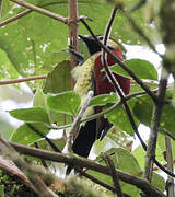 Crimson-mantled Woodpecker