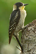 White-fronted Woodpecker