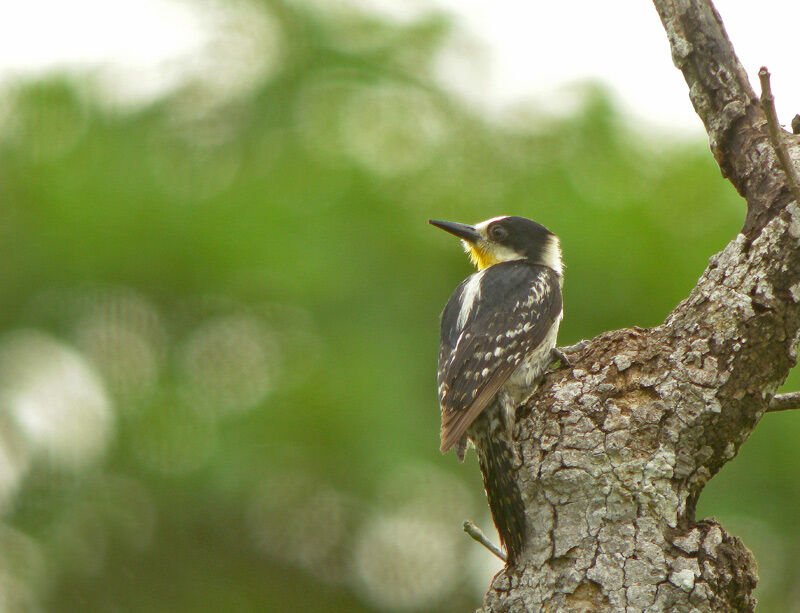 White-fronted Woodpecker