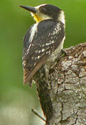 White-fronted Woodpecker