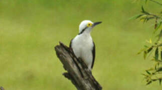 White Woodpecker