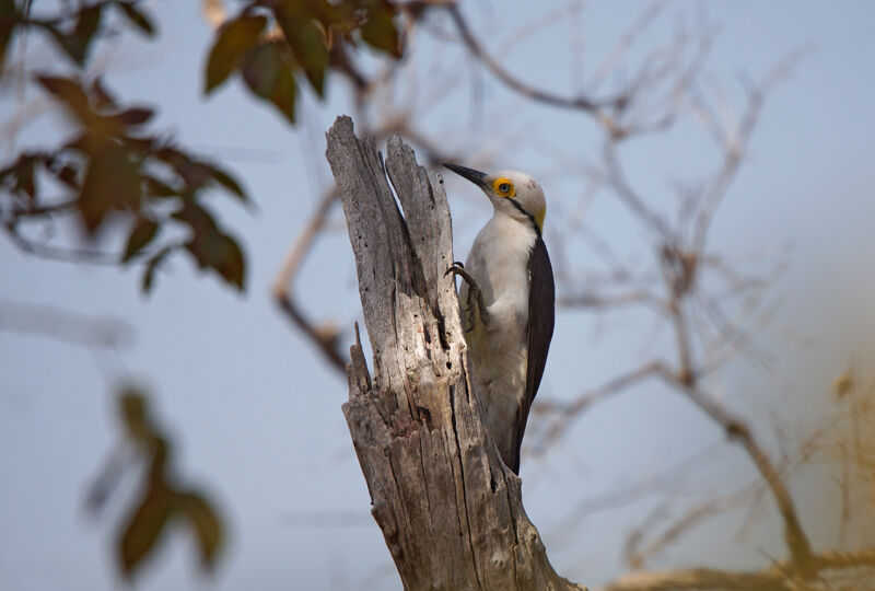 White Woodpecker