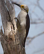 White Woodpecker