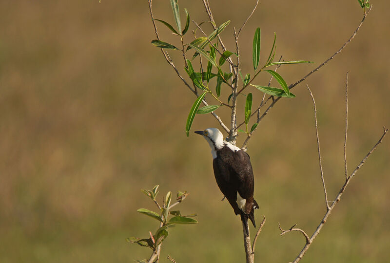 White Woodpecker