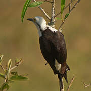 White Woodpecker