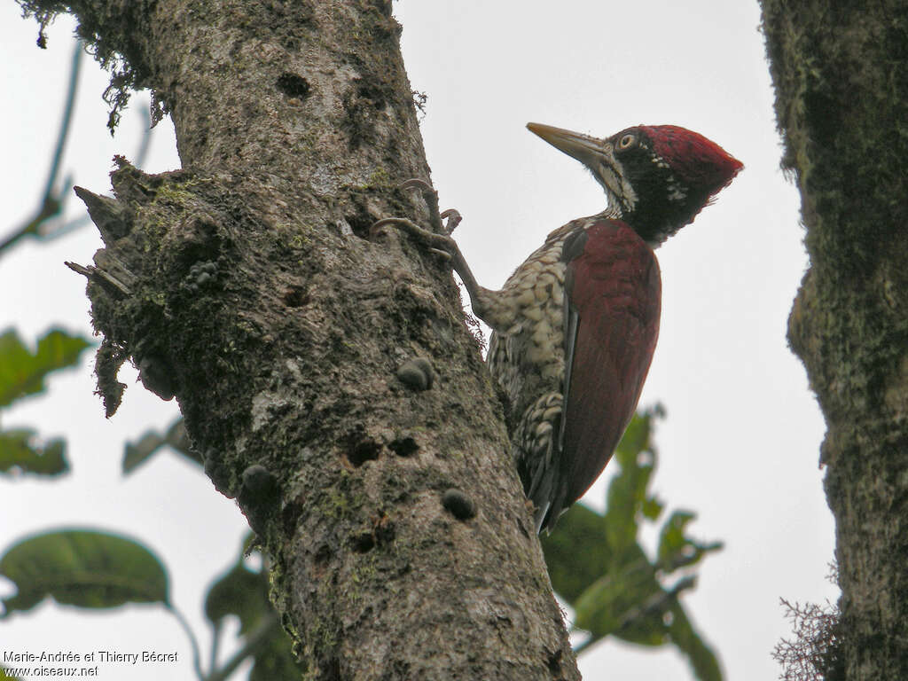 Crimson-backed Flameback, identification