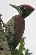 Crimson-backed Flameback