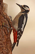 Great Spotted Woodpecker (canariensis)