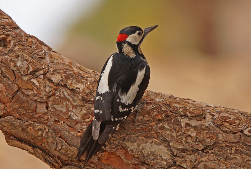 Great Spotted Woodpecker (canariensis)