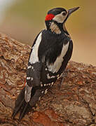 Great Spotted Woodpecker (canariensis)