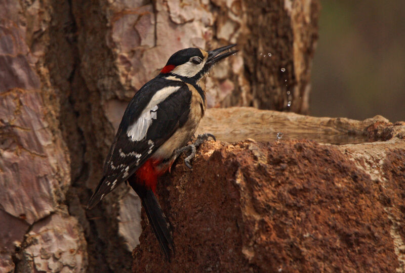 Great Spotted Woodpecker (canariensis)