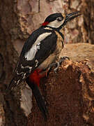 Great Spotted Woodpecker (canariensis)