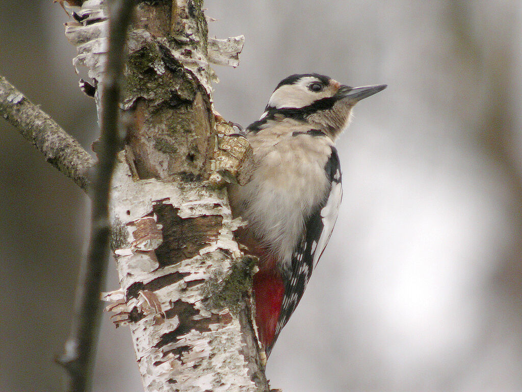 Great Spotted Woodpecker