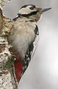 Great Spotted Woodpecker